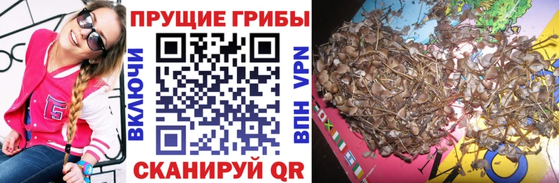 Купить где  Городище  Галлюциногенные грибы Magic Shrooms 